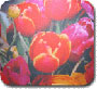 Photo mousepads