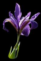 Wild Iris