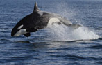 Whale Watching Trip Gift Certificates