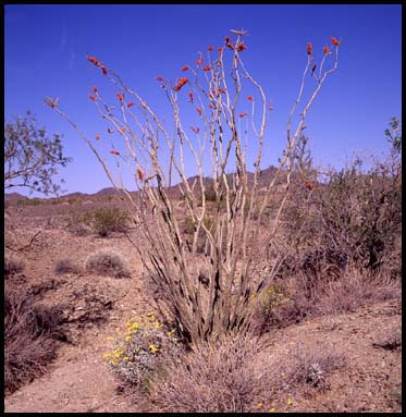 Ocotillo (46K)