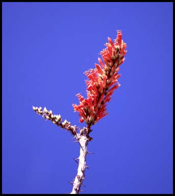 Ocotillo (17K)
