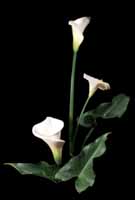 Calla lily