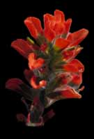 Indian Paintbrush